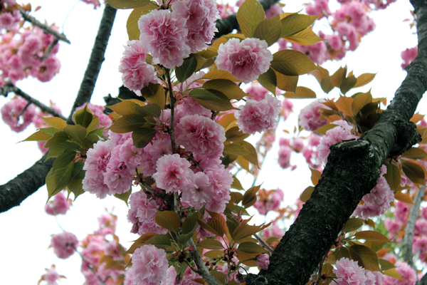 11桜 のコピー