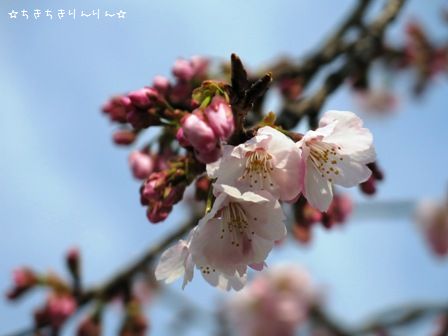 安行桜①
