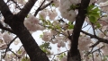 京都堀川八重の桜2