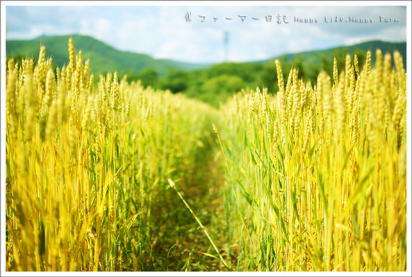 麦畑を歩くとき