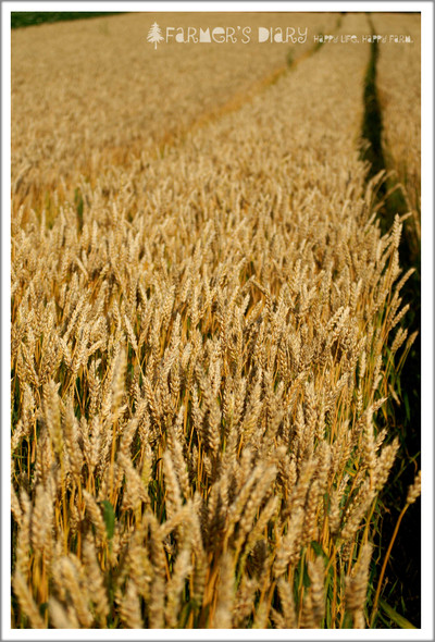 Wheat3_2