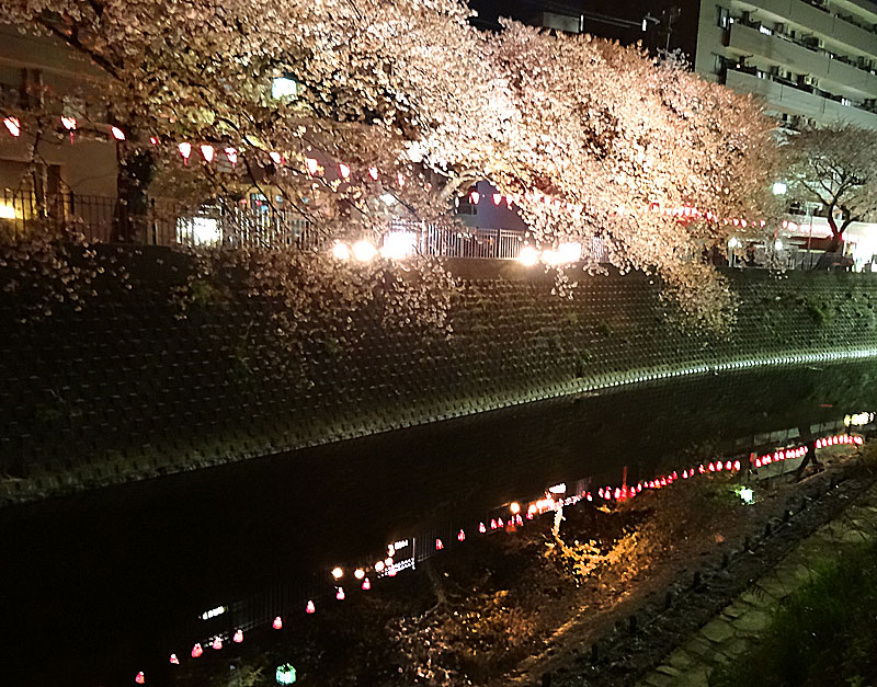 140408夜桜＠大岡川2