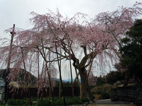 西吉野桜