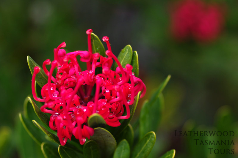 plants-tasmania-summer-flower-waratah[1]
