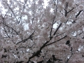 舞鶴公園の桜1