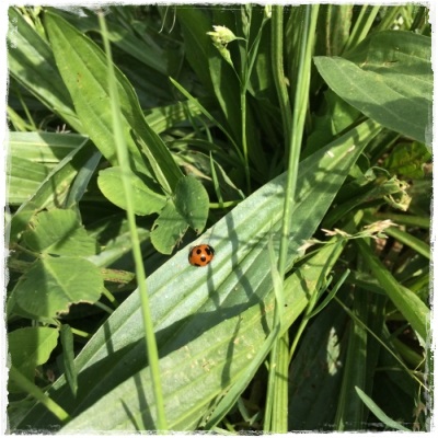 ladybug.jpg
