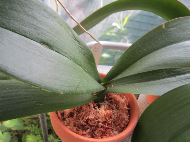 PhalaenopsisA9-№１