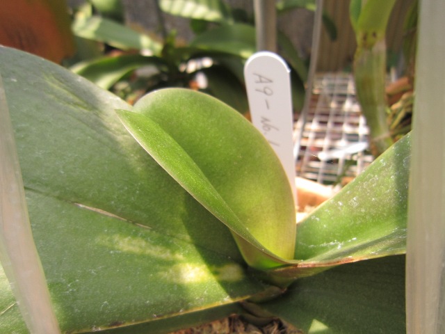 Phalaenopsis　A9-№１
