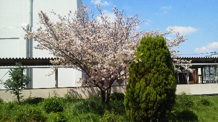 201404桜