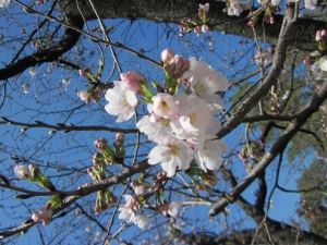 倉敷桜