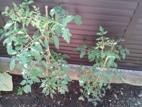 ７月末に苗から植えた裏庭のミニトマトとトマトの栽培経過写真です