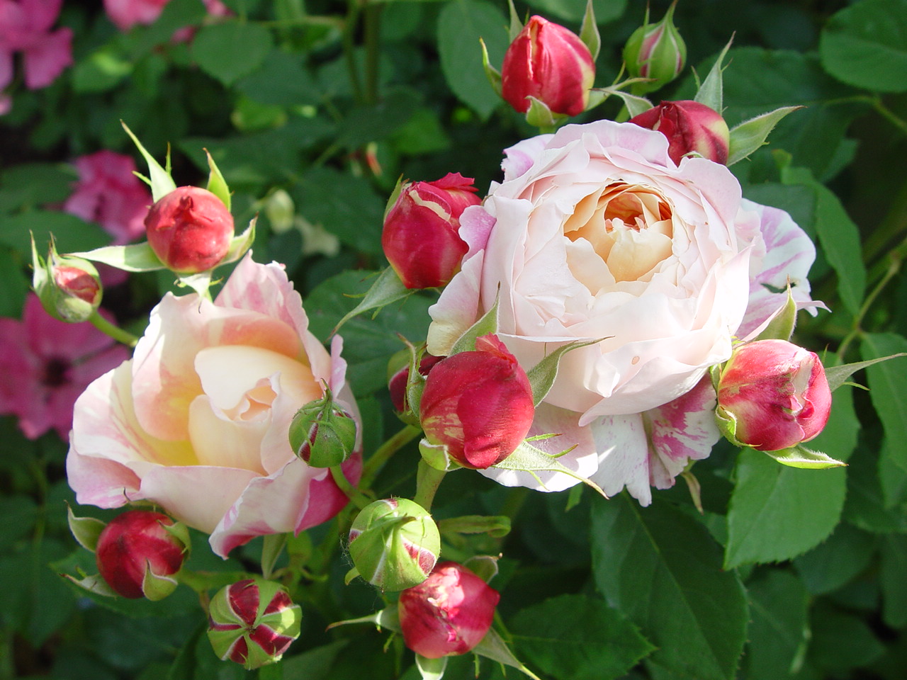 たら子の花花ガーデン 光の画家 クロードモネに捧げられたバラ ほんわかマーブルで可愛いい