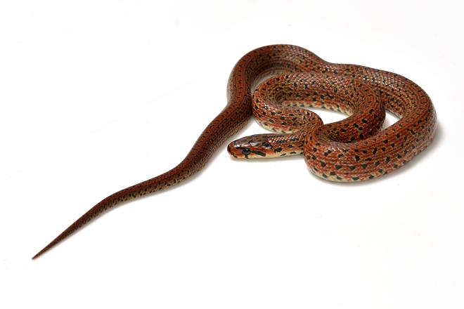 ジムグリ幼蛇1