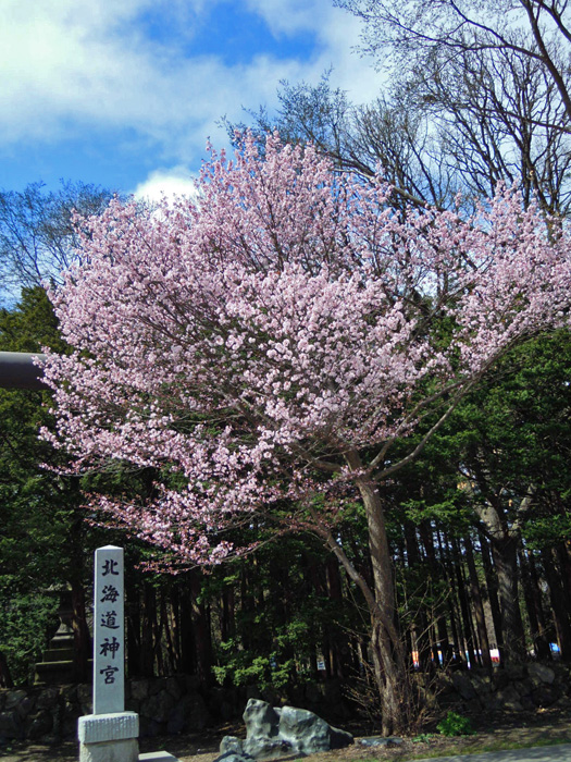 北海道神宮の桜が咲きました。