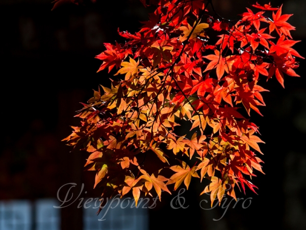 箱根美術館の紅葉　Ｅ