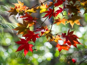 箱根美術館の紅葉　Ｄ