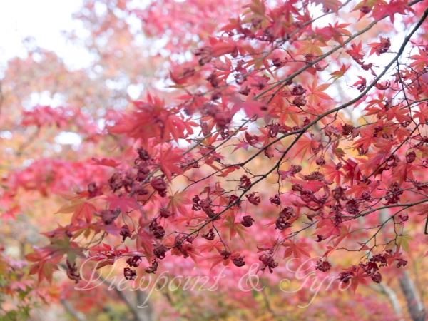箱根美術館の紅葉　Ｆ