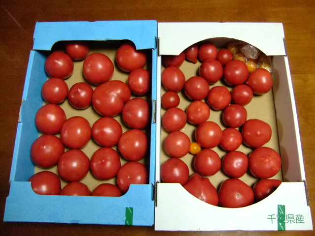 トマトは 連続摘芯で きままに菜園 ときどき釣り