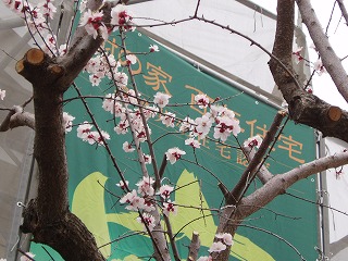 杏の花 (2)