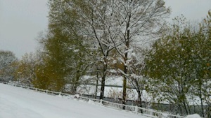葉が残る木に積雪