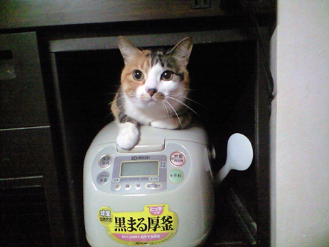 炊飯器猫