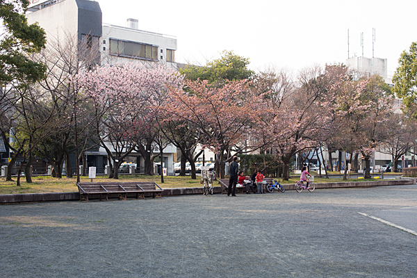 高岳桜-11