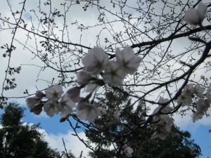 回廊の桜2
