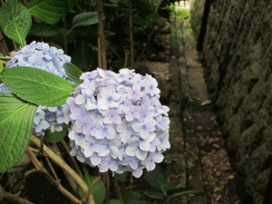 平等寺の紫陽花