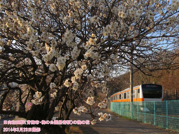 日向和田駅（青梅市・梅の公園最寄駅）の梅の花